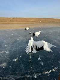 黑龍江受凍已回，真心建議大家…