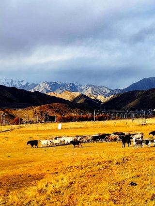 The Ultimate Autumn Road Trip in Taxkorgan, Xinjiang｜The Pamir Plateau Feels Like a Golden Fairy Tale