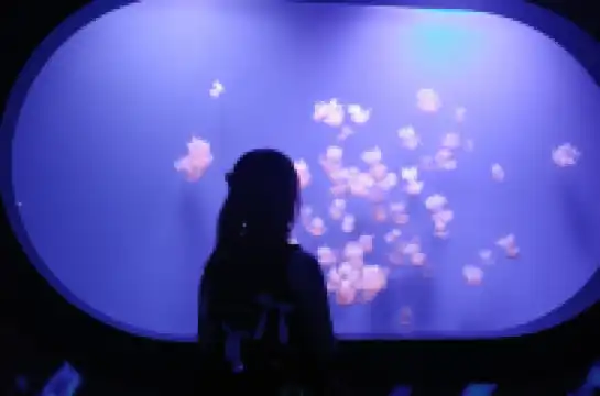 瓦倫西亞轉機4小時速通歐洲最大海洋館