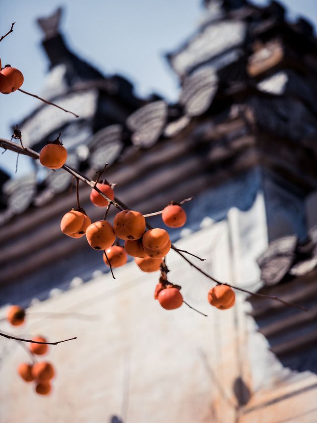篁嶺秋色已達巔峰!千萬別錯過! 篁嶺秋色已達巔峰!千萬別錯過!