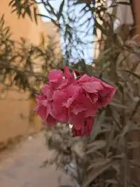 什麼?!莫蘭迪色古城!你是說!喀什古城