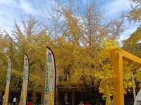 帽子峰林場金黃秋日仙境