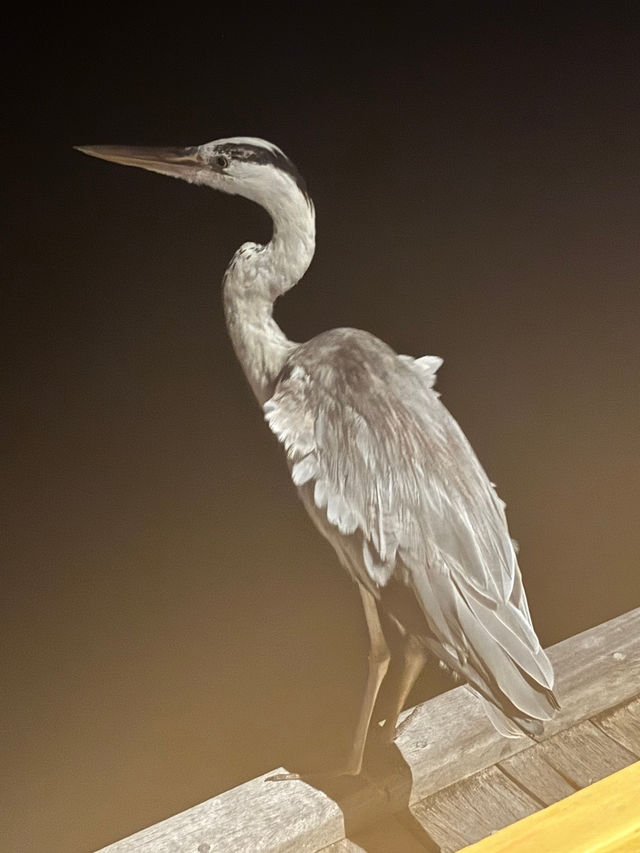 An Exceptional Host at a Beautiful Island An Exceptional Host at a Beautiful Island