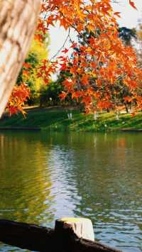 超全攻略!冬日共青森林公園賞秋絕了