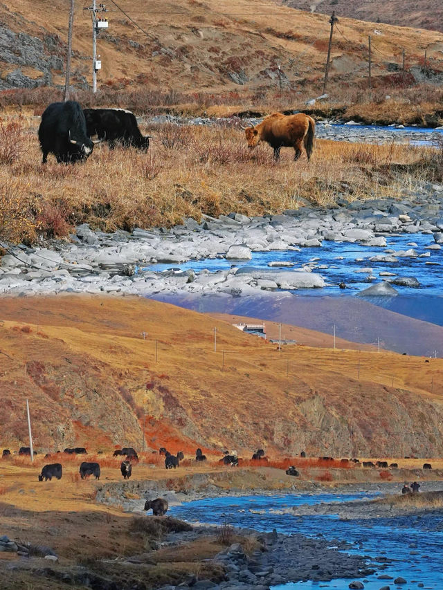 邂逅姑弄村的秋日浪漫 這裡的美驚艷了時光! 邂逅姑弄村的秋日浪漫 這裡的美驚艷了時光!