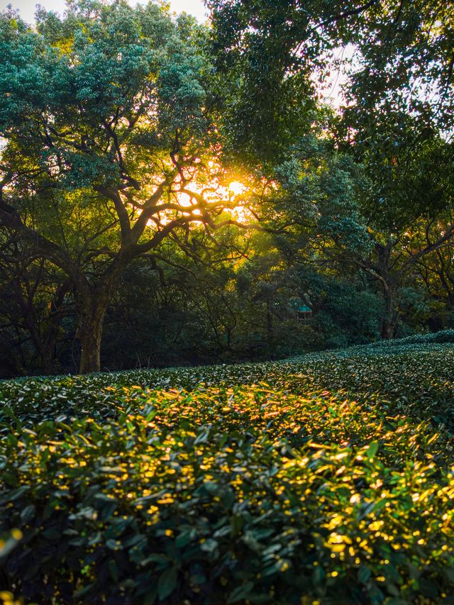 12.1實拍九溪現實版莫奈的秋日花園