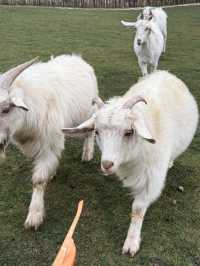 麗江小瑞士！住過一次就會愛上