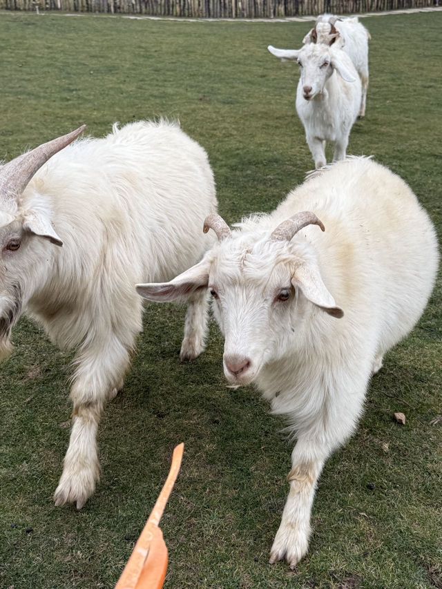 麗江小瑞士！住過一次就會愛上
