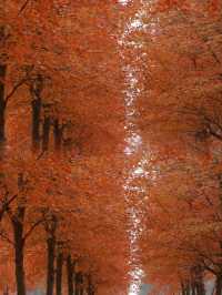 絕美！上海1.5h直達楓葉島，賞秋必去！