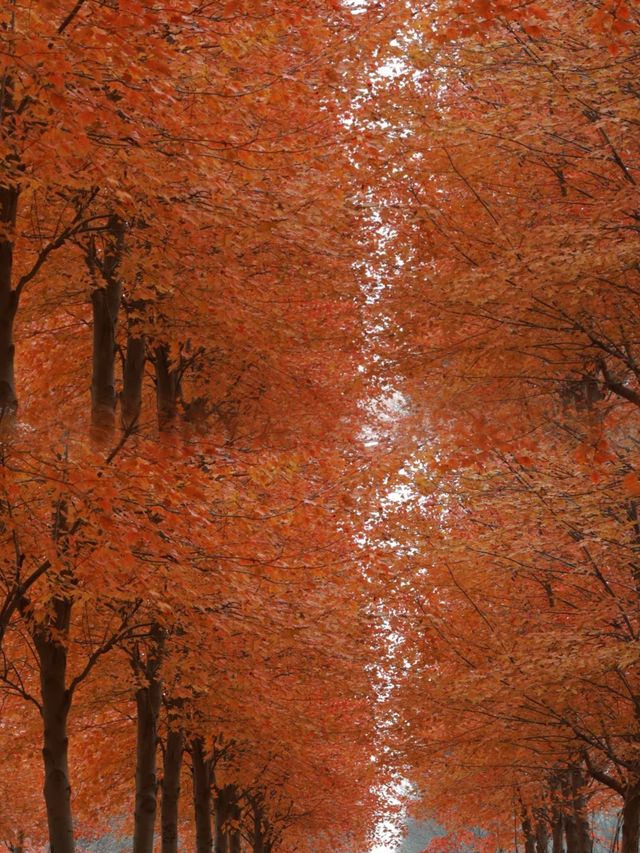 絕美！上海1.5h直達楓葉島，賞秋必去！