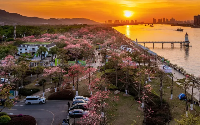 橫琴花海長廊異木棉最佳機位 橫琴花海長廊異木棉最佳機位
