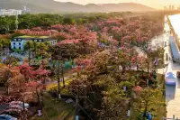 橫琴花海長廊異木棉最佳機位