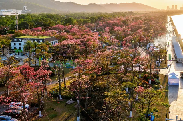 橫琴花海長廊異木棉最佳機位 橫琴花海長廊異木棉最佳機位