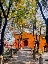 我願稱它為江浙滬打工人觸手可及的「週末療癒所」。