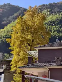 今日實況,指南村的楓葉紅了