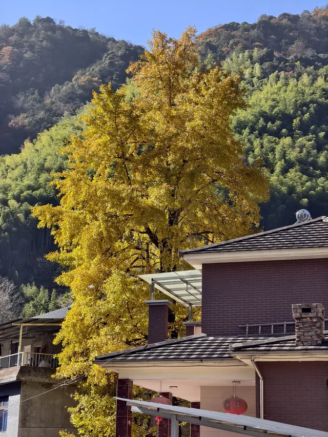 今日實況,指南村的楓葉紅了 今日實況,指南村的楓葉紅了