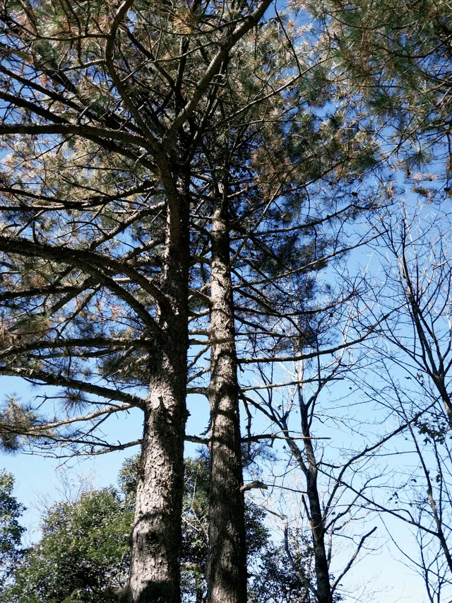 週末女大單兵武功山 全程6h (住山腳版) 週末女大單兵武功山 全程6h (住山腳版)
