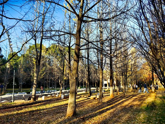 昆明大觀公園銀杏美 昆明大觀公園銀杏美
