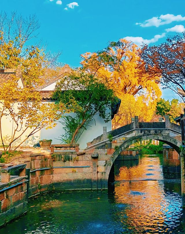 嘉興銀杏天花板|我在嘉興瘋狂收集秋天 嘉興銀杏天花板|我在嘉興瘋狂收集秋天