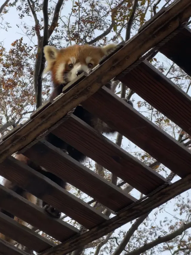 30歲不薅羊毛，更待何時！