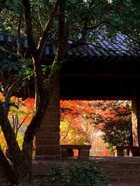 上海魯迅公園｜初冬限定！這片紅楓林美到窒息