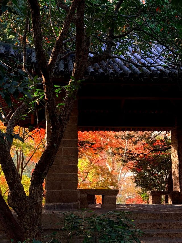 上海魯迅公園｜初冬限定！這片紅楓林美到窒息