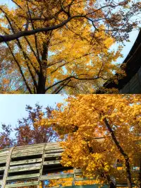 錯過等一年！世博公園銀杏濃度100%