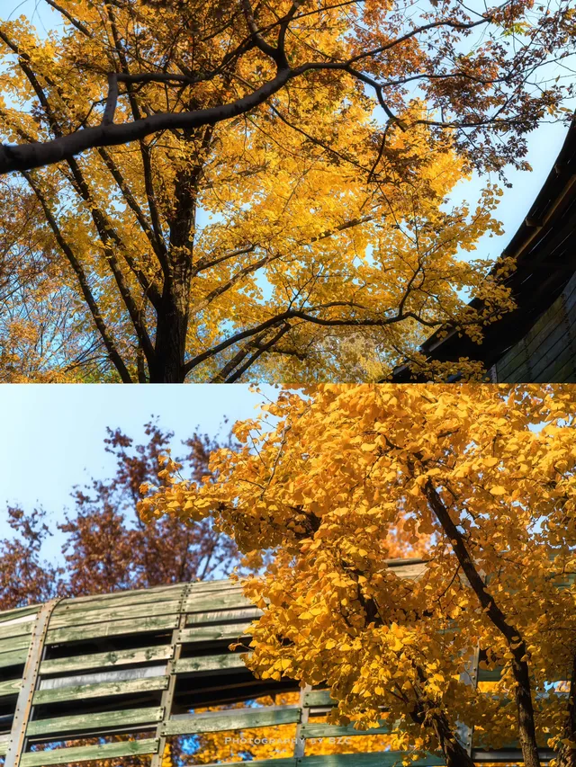 錯過等一年！世博公園銀杏濃度100%