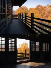 去逍遙津務必上逍遙閣中式秋景太絕了