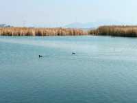 蘇州私藏秋日寶藏|太湖湖濱濕地公園,免費美到驚嘆