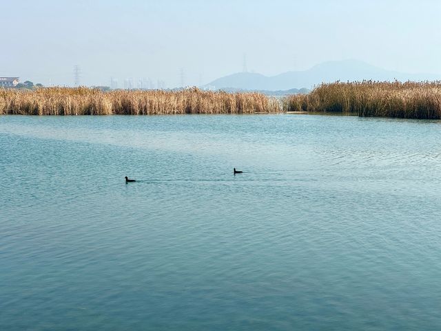 蘇州私藏秋日寶藏|太湖湖濱濕地公園,免費美到驚嘆 蘇州私藏秋日寶藏|太湖湖濱濕地公園,免費美到驚嘆