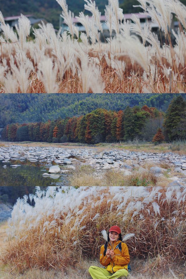 寧波徒步爬山|水杉-蘆葦蕩秋天王炸組合路線