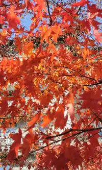 Live全屏打開最美楓葉神樹錯過等明年