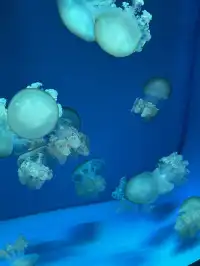 沉浸式墜入深海星穹，治癒與出片雙滿分～