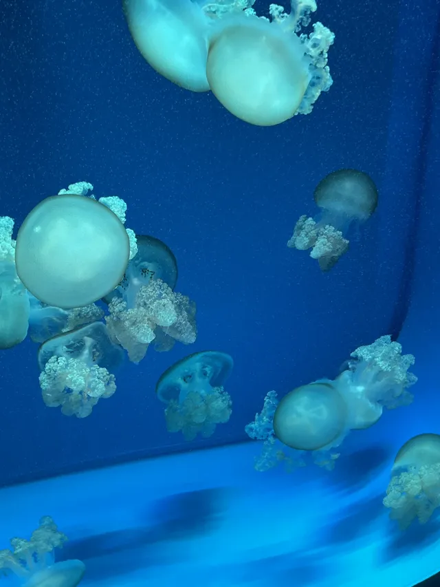 沉浸式墜入深海星穹，治癒與出片雙滿分～