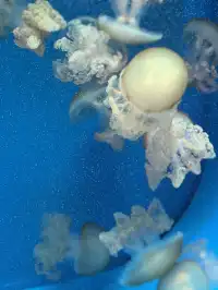 沉浸式墜入深海星穹，治癒與出片雙滿分～