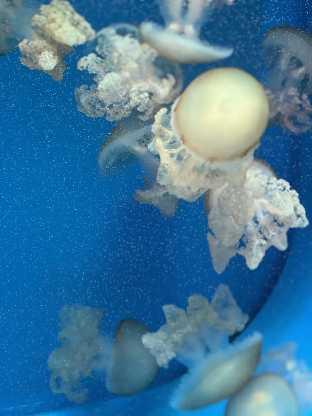 沉浸式墜入深海星穹，治癒與出片雙滿分～