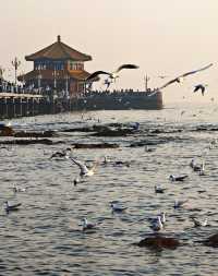 冬日的浪漫|青島棧橋與西伯利亞海鷗的日落之約