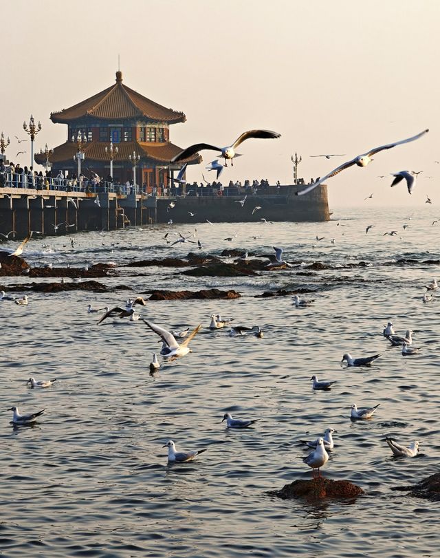 冬日的浪漫|青島棧橋與西伯利亞海鷗的日落之約 冬日的浪漫|青島棧橋與西伯利亞海鷗的日落之約