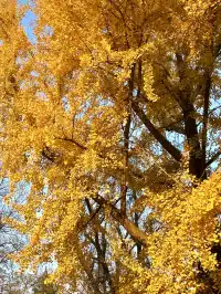 南京12月絕美秋色|玄武日落與鐘山秘境