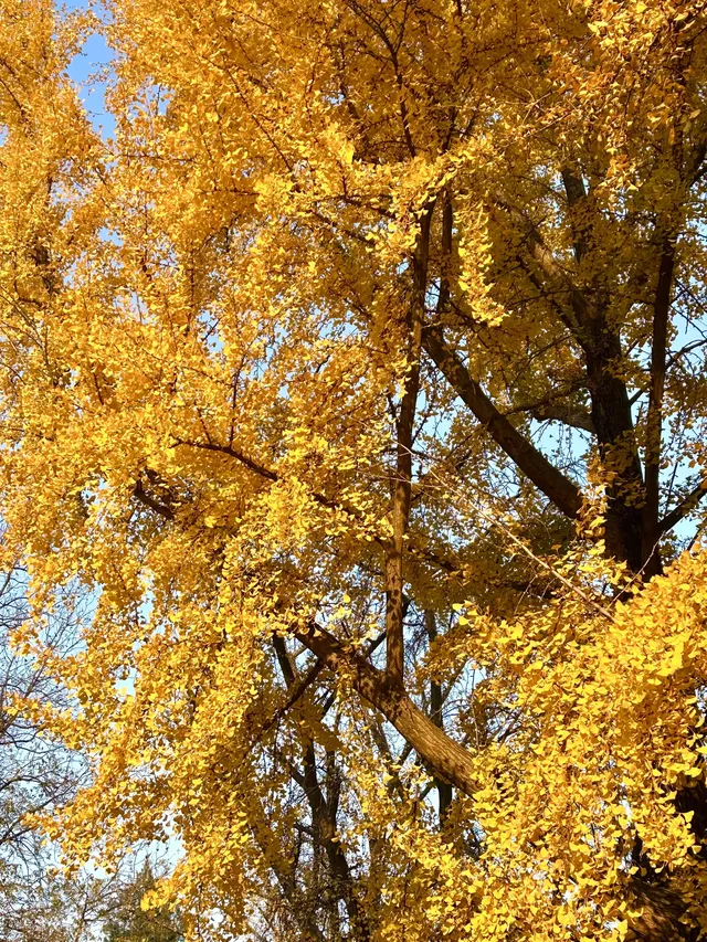 南京12月絕美秋色|玄武日落與鐘山秘境 南京12月絕美秋色|玄武日落與鐘山秘境