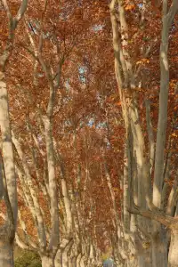 南京秋冬懶人路線