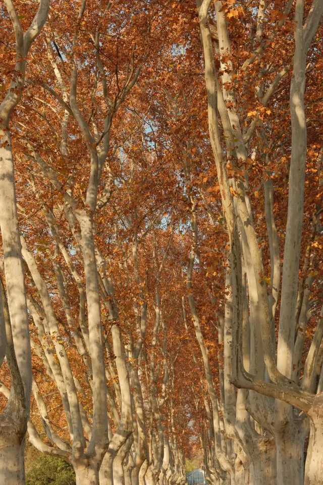 南京秋冬懶人路線 南京秋冬懶人路線