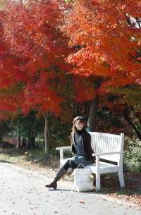 上海金山·花開海上 今年份的紅葉