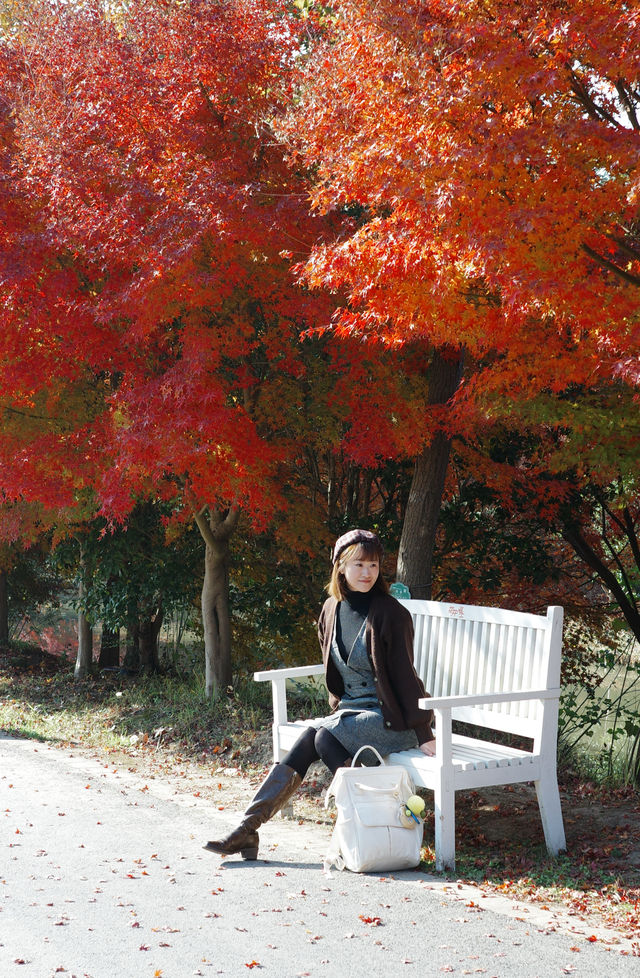 上海金山·花開海上 今年份的紅葉 上海金山·花開海上 今年份的紅葉