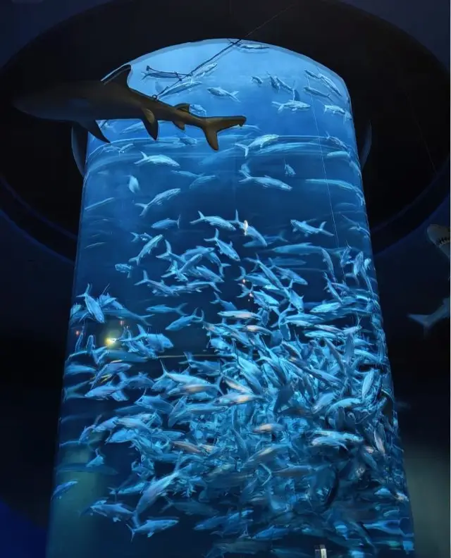 Ocean Park Hong Kong｜A More Healing Planet Than Hong Kong Disneyland