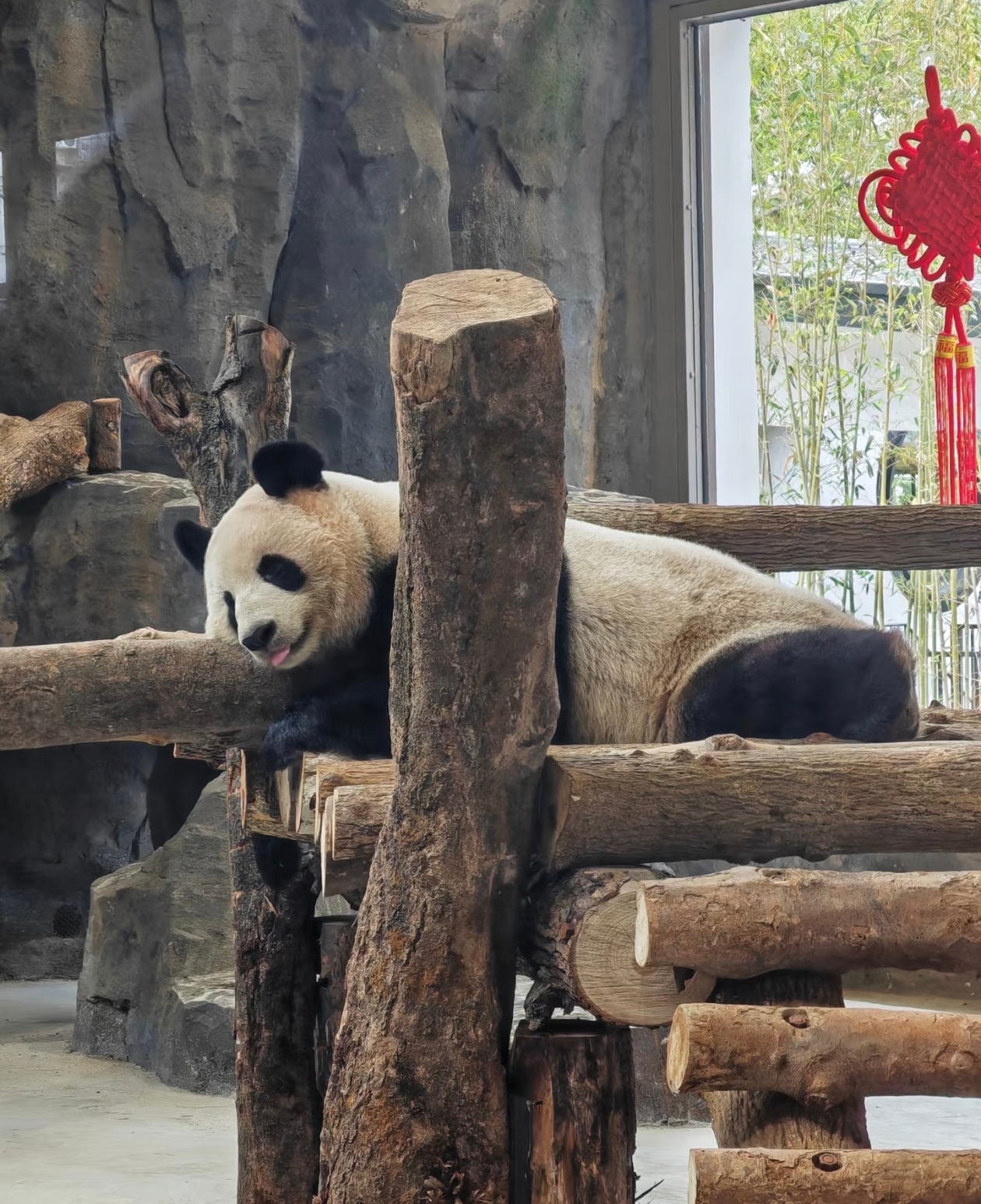 Panda lovers must check in at Fuzhou