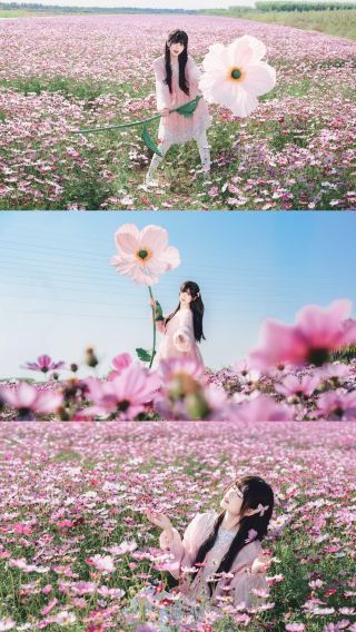 Must-Visit Pink Flower Sea in Changsha