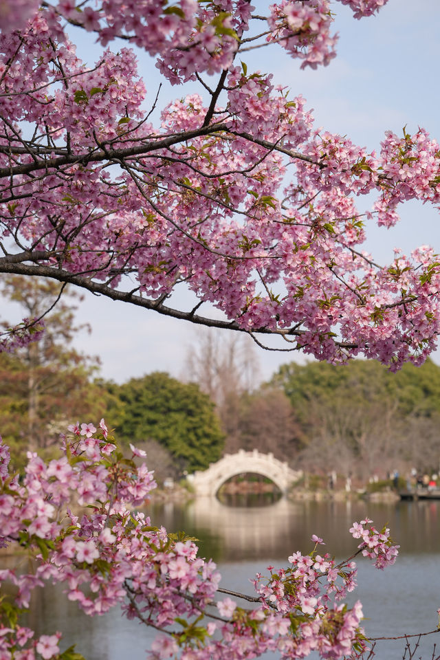 First wave of spring colors in 2026 captured live! Shanghai Botanical ...