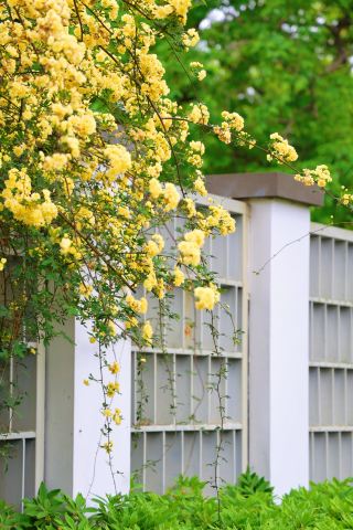 黄木香の滝！寧波園林博物館の春の花見
